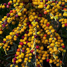 Palm Seeds Baroque by Steven Sparks