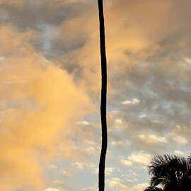 Palm Tree Sunset Hana Hawaii by Dustin K Ryan