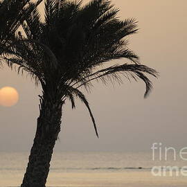 Palm trees and Red sea at sunrise by Sami Sarkis Photography