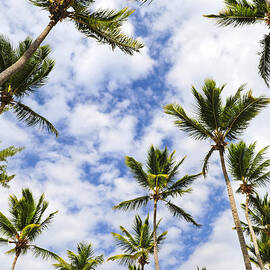 Palm trees by Elena Elisseeva