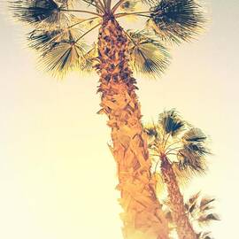 Palm Trees in Alicante - Spain by Marianna Mills