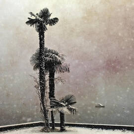 palm trees in snow by Joana Kruse