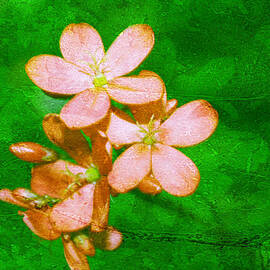 Peach on Green by Georgia Clare