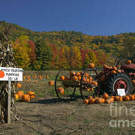 Pick Your Own Pumpkins by Clarence Holmes