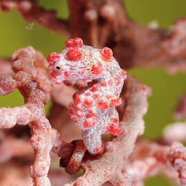 Pigmee seahorse on a soft coral by Sami Sarkis Photography