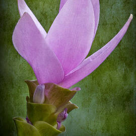 Pink Blossom by Susan Candelario