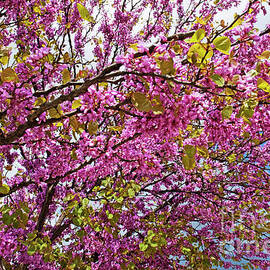 Pink blossom tree by Sami Sarkis Photography