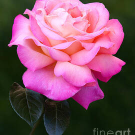 Pink Petals by Susan Candelario