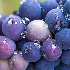 Pinot Noir grapes by Jean Noren