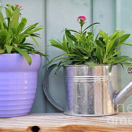 Plants in a watering canin and pot by Sami Sarkis Photography