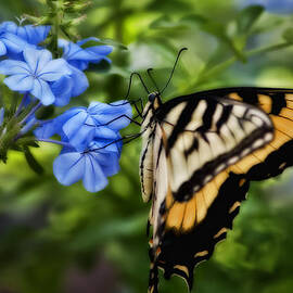 Plumbago and Swallowtail by Steven Sparks