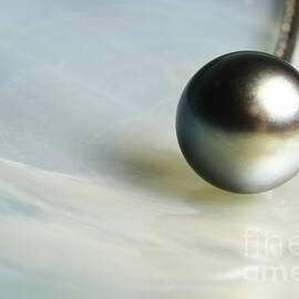 Polynesian black pearl on oyster shell by Sami Sarkis Photography