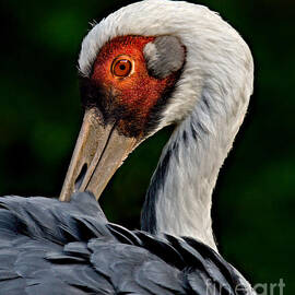 Preening Crane by Susan Candelario