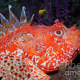 Pustulous Scorpion Fish on rock by Sami Sarkis Photography