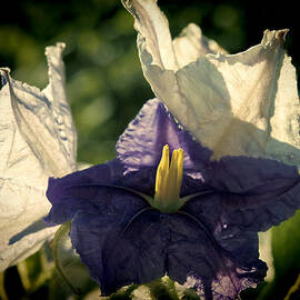 Radiance by Steven Sparks