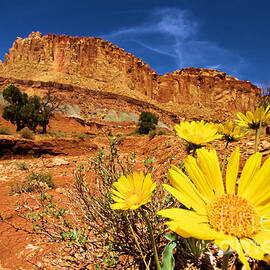 Rainbow Garden by Adam Jewell