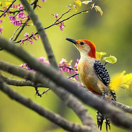 Red Bellied in Tree by Bill and Linda Tiepelman