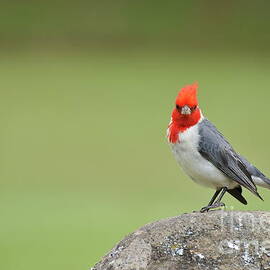 Red Crested Cardinal perched on rock by Sami Sarkis Photography