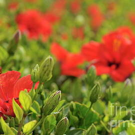 Red hibiscus flower by Sami Sarkis Photography