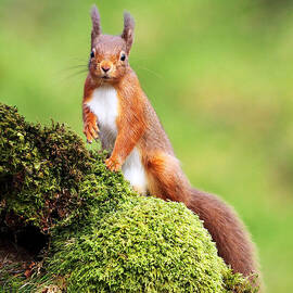 Red Squirrel by Grant Glendinning