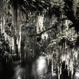 River Branch by Steven Sparks