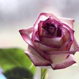 Rose in my Window by Bill and Linda Tiepelman