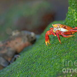 Sally Lightfoot Crab by Sami Sarkis Photography