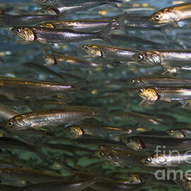 Sardines Anyone by Darcy Michaelchuk