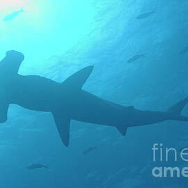 Scalloped Hammerhead shark by Sami Sarkis Photography