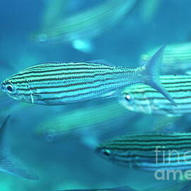 School of Black Striped Salema fishes by Sami Sarkis Photography