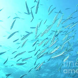 School of Bogue fishes by Sami Sarkis Photography