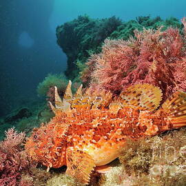 Scorpion Fish on rock by Sami Sarkis Photography
