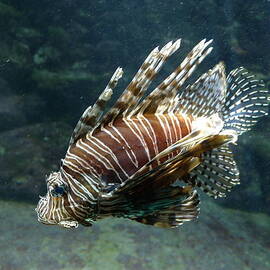 Lion Fish by Richard Reeve