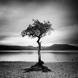 Scotland Milarrochy Tree by Nina Papiorek