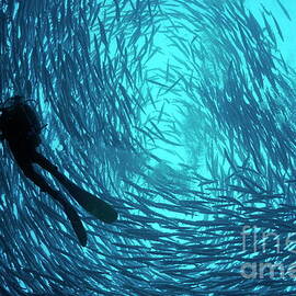 Scuba diver by a school of Blackfin Barracuda by Sami Sarkis Photography