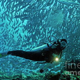 Scuba diver shining a torch by coral reef by Sami Sarkis Photography