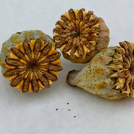 Seed pod trio by Jean Noren