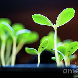 Seeding shoots by Sami Sarkis Photography