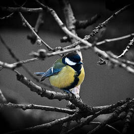 Selective Bird by Chris Boulton