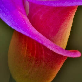 Sensous Curves by Susan Candelario