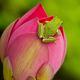 Serene by Jean Noren