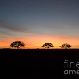 Serengeti Sunset by Darcy Michaelchuk