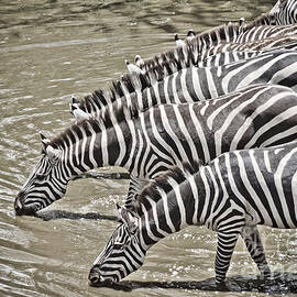 Several Thirsty Zebra by Darcy Michaelchuk