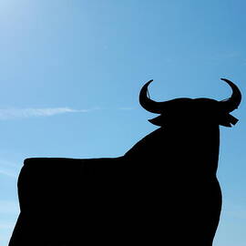 Silhouette of Osborne bull by Sami Sarkis Photography
