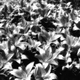 Silver Lilies by Bill and Linda Tiepelman