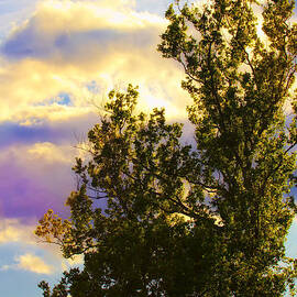 Skies Beyond The Tree by Bill and Linda Tiepelman