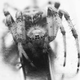 Small Alberta Spider by Darcy Michaelchuk