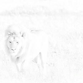 Snow Lion by Darcy Michaelchuk