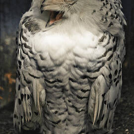 Snowy Owl Screeching by Darcy Michaelchuk