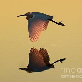 Snowy Reflections by Adam Jewell